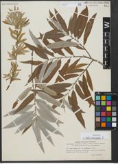 Foto von Salix viminalis L.
